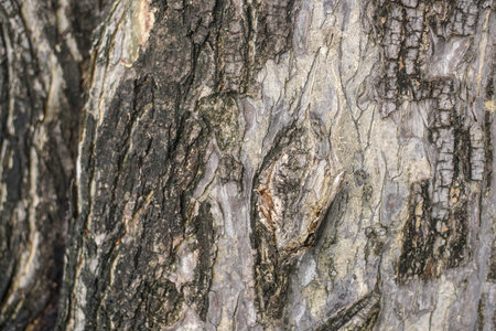 Old wood cracked texture of tree all background