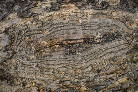 Old wood cracked texture of tree all background