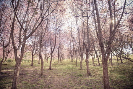 Background of Cherry blossom forest with soft focus on Phulomlo park in Loei province Thailand.の写真素材