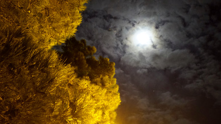 Full moon mystic night in park.  Spruceの写真素材