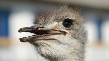 Ostrich head closeup. Portrait ostrichの写真素材