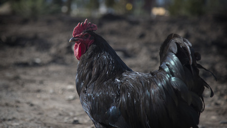 Black cock on traditional free range poultry farmの写真素材