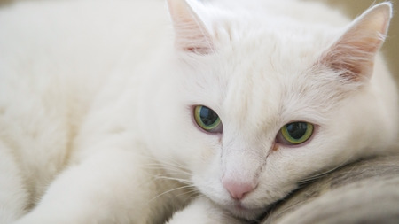 Portrait beauty white cat with green eyesの写真素材
