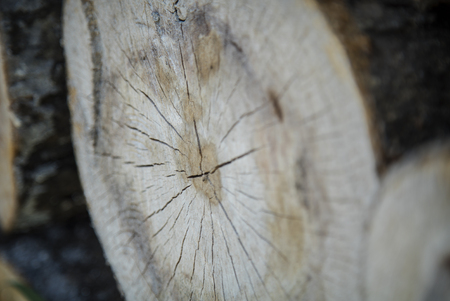 Tree Cross-Section with Thick Bark in a pileの写真素材