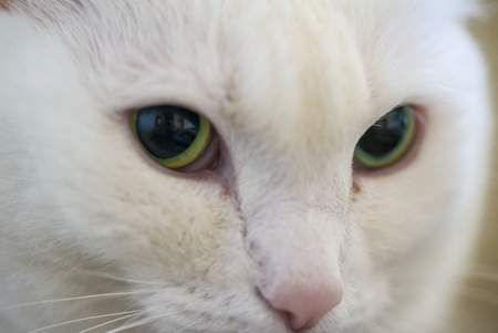 Close up macro shot beauty green eyed catの写真素材