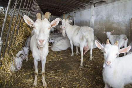 Herd of curious white goats inside farm in Russiaの写真素材