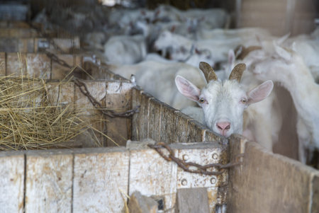 Herd of curious white goats inside farm in Russiaの写真素材