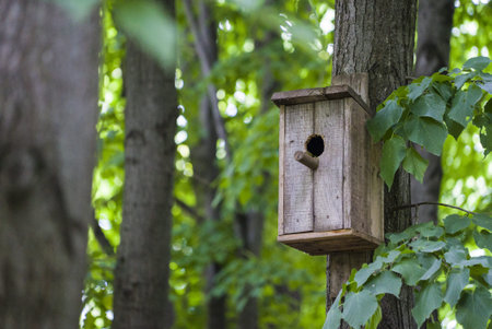 Nesting box or birfhouse on the tree in the forest