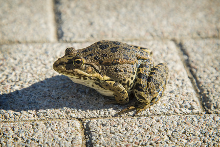 Sunny morning, alone frog sits on the roadの写真素材