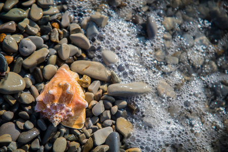 Seashell on sand and pebble beach by the sea.