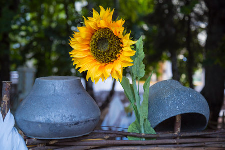 Decorated sunflower fence yard with pots near the house in the village.の写真素材