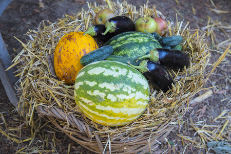 Woven straw basket with fruits and vegetables in the villageの写真素材