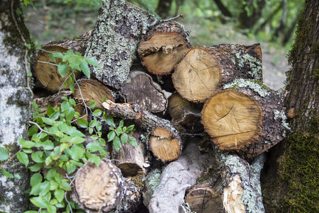 Firewood stacked in the outdoor woodpile logsの写真素材