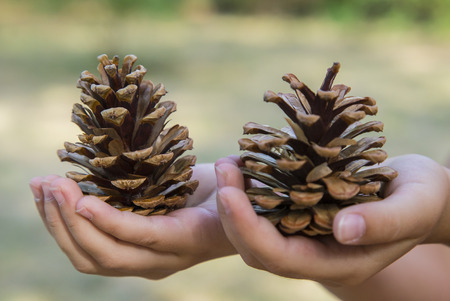 Two fir cones in the children's handsの写真素材