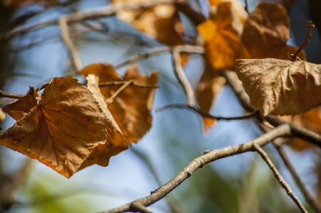 Autumn leaves on a branch on sky backgroundの写真素材