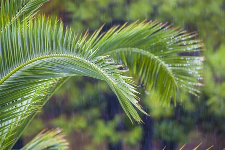 Close up raindrops on the branch of palm trees under a tropical downpourの写真素材