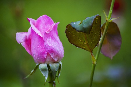 Young fresh rose with rain drops in the gardenの写真素材