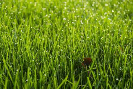 Nature background of beauty bright green grass with dew dropsの写真素材