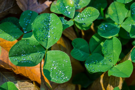 Green clover leaves with drops of dew, texture, background
