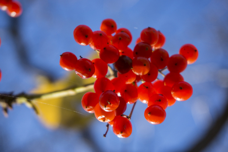 red wild berries on a tree against a blue skyの写真素材