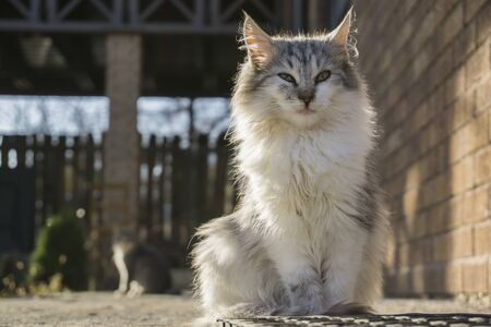 Sweet cats in the yard basking under sun rays.の写真素材