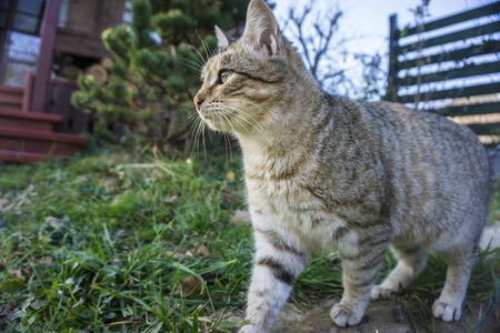 Sweet cats in the yard basking under sun rays.の写真素材