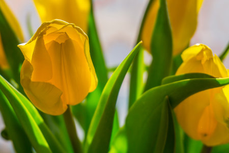 Group of yellow tulips in the park. Spring landscape.の写真素材