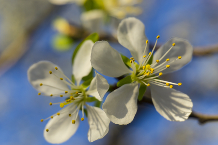 Beautiful flowering Japanese cherry - Sakura.の写真素材