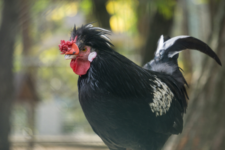Black cock head closeup.の写真素材
