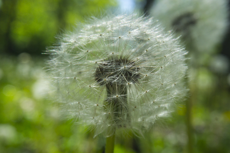 Close up dandelion flower in blue bright turquoise. Background horizontal view.の写真素材