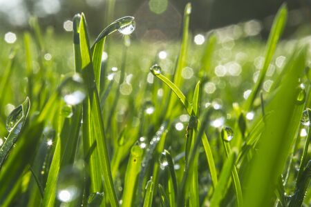 Grass with morning dew drops. Closeup shot with soft focus. Abstract backgroundの写真素材