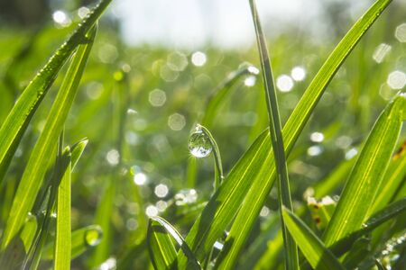 Grass with morning dew drops. Closeup shot with soft focus. Abstract backgroundの写真素材