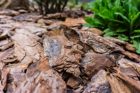 Tree bark for decoration and mulching in landscape design. Crushed tree bark texture background...