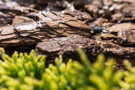 Tree bark for decoration and mulching in landscape design. Tree bark texture macro background...