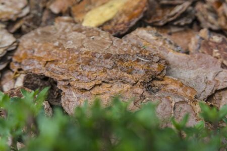 Tree bark for decoration and mulching in landscape design. Crushed tree bark texture background close-up.の写真素材