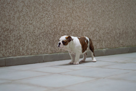 A cute English Bulldog Puppyの写真素材