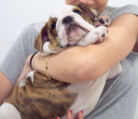Woman holding a dog - English Bulldog Puppy 4 months oldの写真素材
