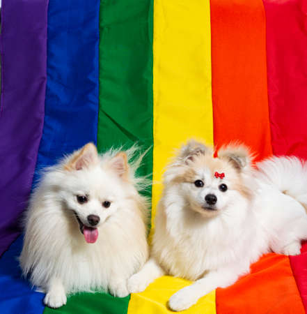 White German Spitz Pomeranian seated walking on the floorの写真素材