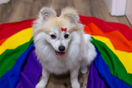 White German Spitz Pomeranian seated walking on the floorの写真素材