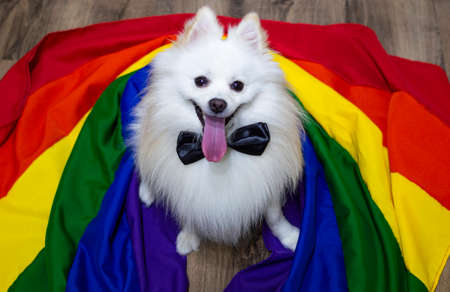 White German Spitz Pomeranian seated walking on the floorの写真素材