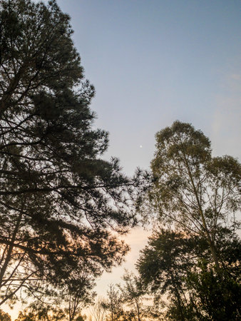 Trees silhouettes against the sunset sky, Bright sunlight at sunset time through trees, Silhouette...