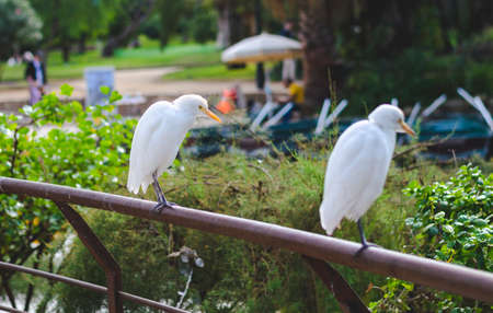 Cattle Egret (Bubulcus ibis) resting in an urban parkの写真素材