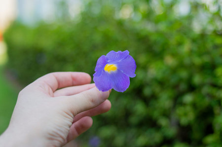 Close Up of Young Boy Handing Delicate Purple Flower. Child hand holding blooming flower crocus in a...