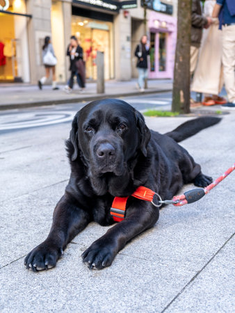Portrait of black Labrador Retriever. Dog lying on the ground. street sceneの写真素材