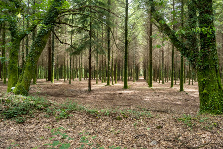 Scenic view of a forest in northern Spainの写真素材