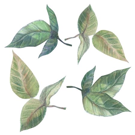 Leaves on white with clipping path on white backgroundの写真素材