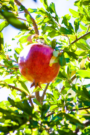 Pomegranate fruit grows on a tree with leaves. Background color.の写真素材