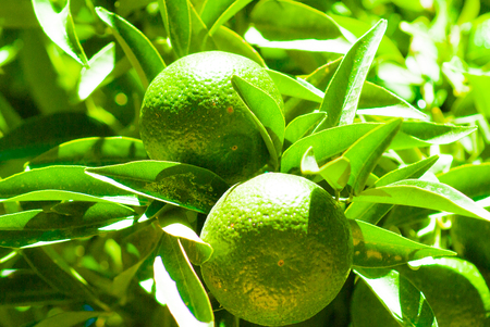 Orange with leaves growing on the tree. Green orange. Natural background.の写真素材