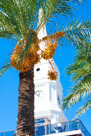 Date palm against the sky. Boulevard of Ataturk in Turkey.の写真素材