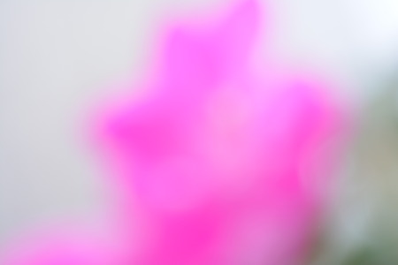 Spring background illustration for the web site banner. Schlumbergera plant blooms. Beautiful background for banner.の写真素材